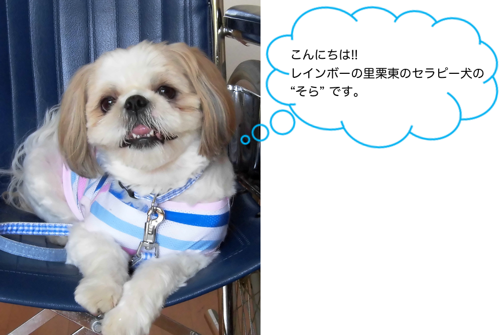 こんにちは!!レインボーの里栗東のセラピー犬の “そら” です。